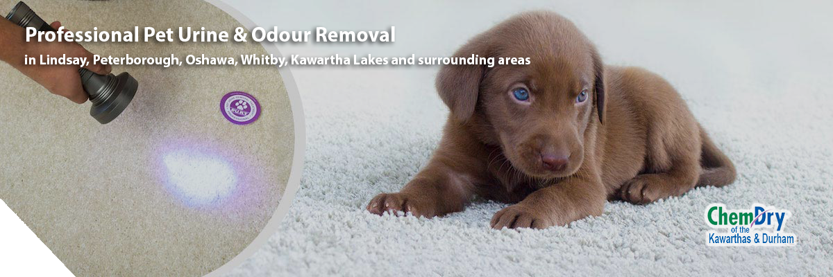 kawarthas purt | Carpet Cleaners