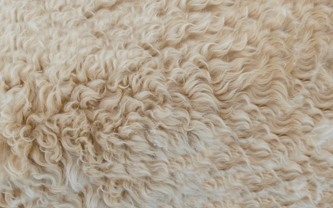 4 Helpful Tips for Taking Good Care of Your Wool Rug in the Kawarthas and Durham Region