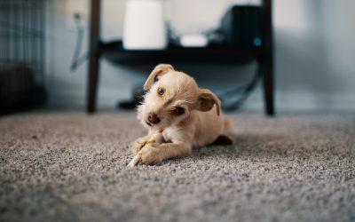 3 Most Common Carpet Stains in Kawartha Lakes and How to Remove Them