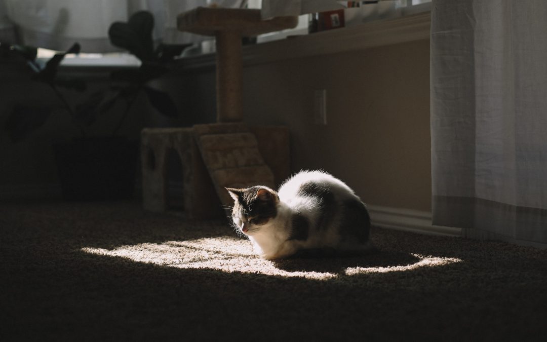 Why You Need Carpet Cleaning If You’re a Pet Owner