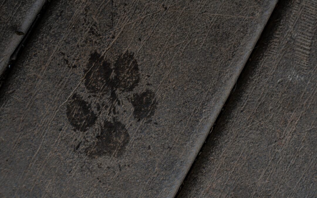 Paw Print