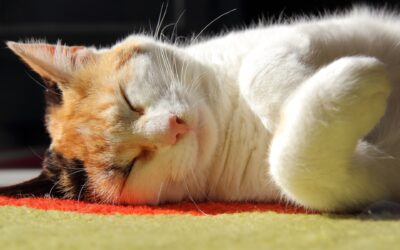 The Importance of Regular Professional Carpet Cleaning for a Healthy Home