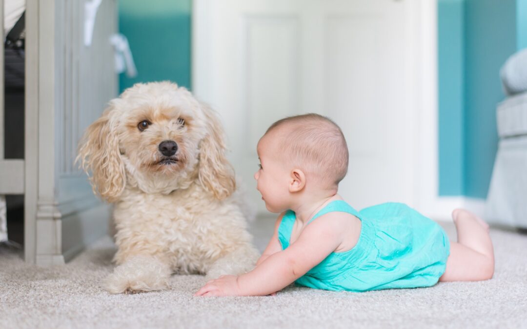 Carpet Cleaning for Pet Owners: Tips and Tricks for a Fur- and Odour-Free Home