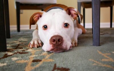 The Ultimate Guide to Removing Pet Stains and Odours