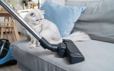 Experience Chem-Dry’s Revolutionary Pet Odour Removal Solutions