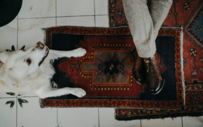 Advanced Pet Odour and Stain Removal Solutions for Your Kawarthas Home