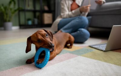 Pet-Friendly Carpet Cleaning Solutions: Keep Your Home Fresh, Clean, and Safe for Your Furry Friends